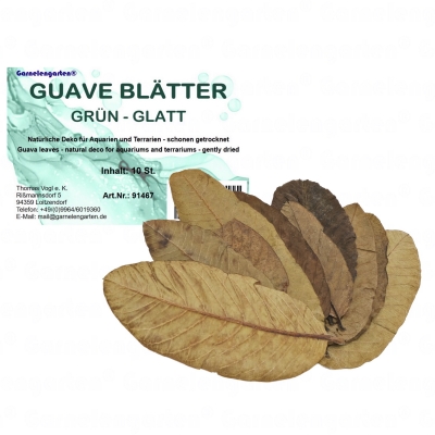 Garnelengarten® Guave Blätter grün - glatt 10 Stück