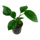 Anubias barteri caladiifolia - Caladium-blättriges...