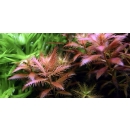 Proserpinaca palustris - Meerjungfrauenpflanze | B-Ware