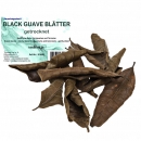 Garnelengarten® Black Guave Blätter 10 Stück